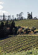 Esperienza enologica nelle colline del Chianti da Firenze